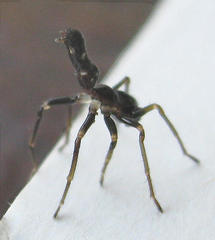 Microlinyphia sterilis