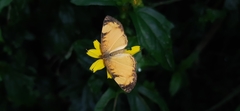 Tegosa anieta