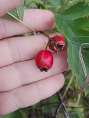 Crataegus ucrainica
