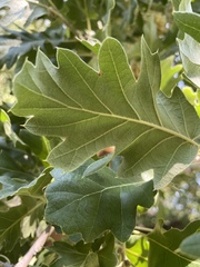 Quercus ithaburensis