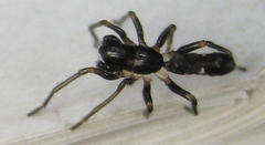 Microlinyphia sterilis