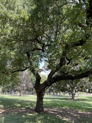 Quercus ithaburensis