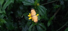 Tegosa anieta