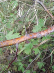 Crataegus ucrainica