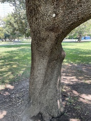 Quercus ithaburensis