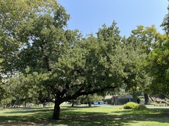 Quercus ithaburensis