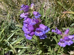 Penstemon hallii