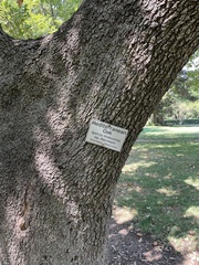 Quercus ithaburensis