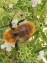 Bombus pascuorum