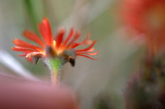 Delosperma neethlingiae