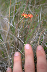 Delosperma neethlingiae