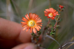 Delosperma neethlingiae