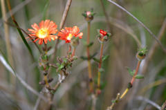 Delosperma neethlingiae