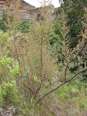 Cliffortia propinqua