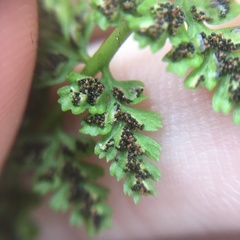 Asplenium incisum