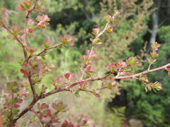 Cliffortia propinqua