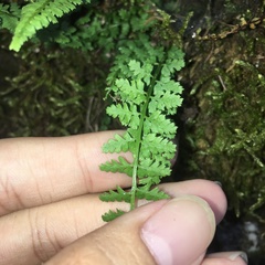Asplenium incisum