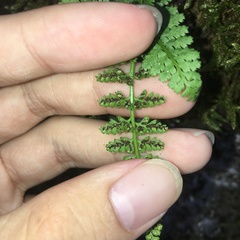 Asplenium incisum