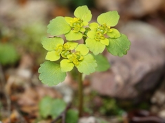 Chrysosplenium alternifolium