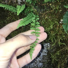 Asplenium incisum
