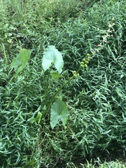 Sagittaria australis