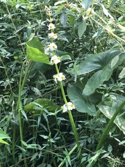 Sagittaria australis