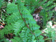 Athyrium schimperi