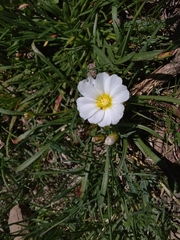 Calandrinia affinis
