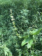 Sagittaria australis