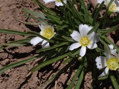 Calandrinia affinis