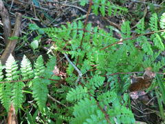 Athyrium schimperi