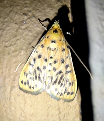 Conogethes diminutiva