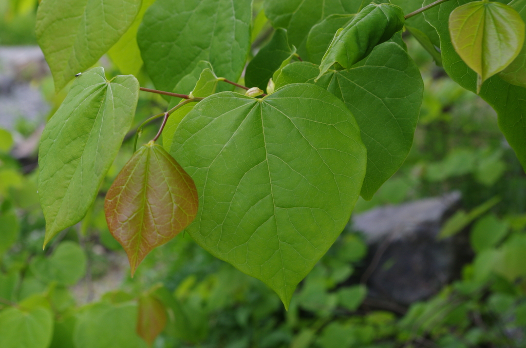 Griffith's redbud