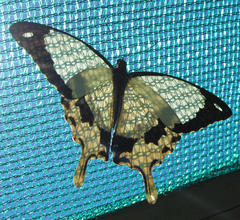 Papilio dardanus cenea