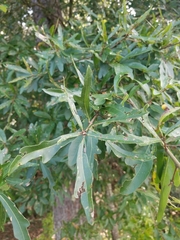 Quercus phellos