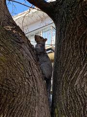 Sciurus carolinensis