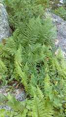 Polypodium subpetiolatum