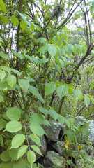Aralia humilis