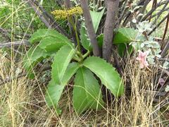 Cyphostemma bainesii