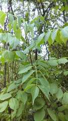 Aralia humilis