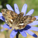 African Marbled Skipper - Photo (c) Sally Adam, some rights reserved (CC BY-NC), uploaded by Sally Adam
