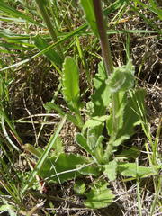 Senecio macrocephalus