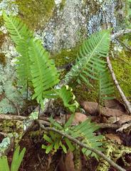 Pleopeltis thyssanolepis