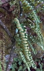 Pleopeltis thyssanolepis