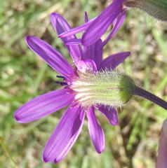 Senecio macrocephalus