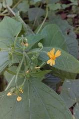 Trigonospermum annuum