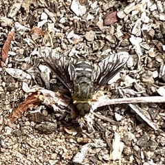 Chrysanthrax vanus