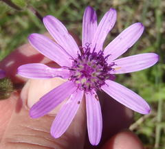 Senecio macrocephalus