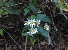 Montanoa leucantha
