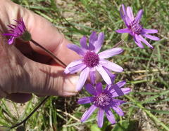 Senecio macrocephalus